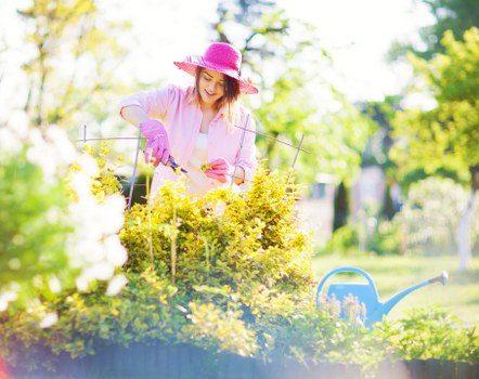 A woman wearing a pink sun hat, pink gardening gloves, and a light pink shirt is trimming a dense, well-maintained hedge in a sunny garden. The hedge has vibrant green foliage and is situated alongside a lawn with lush, green grass. The garden features a mix of flowering plants and shrubs, and nearby there is a blue watering can resting on the ground. In the background, trees with light green foliage and a clear, bright sky can be seen, suggesting a pleasant spring or summer day. The scene depicts outdoor gardening activity typical of high-quality garden maintenance services in Highgate, with natural sunlight illuminating the gardenâ€™s vibrant colors and textures, and the environment appears calm and well-kept, ideal for outdoor leisure and gardening tasks. This setting is reflective of professional garden care practices, like those offered by Hedge Trimming Highgate.